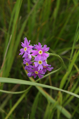Primula longiscapa