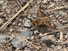 Poecilanthrax alcyon