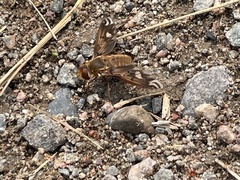 Poecilanthrax alcyon