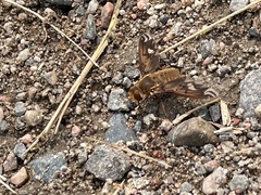 Poecilanthrax alcyon