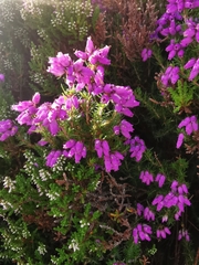 Erica cinerea
