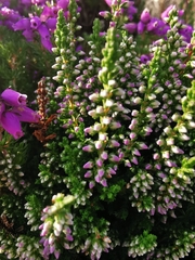 Erica cinerea