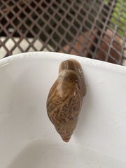 Bulimulus bonariensis