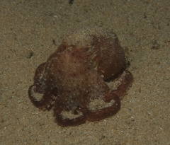 Image of Octopus australis