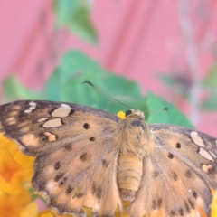 Coladenia indrani