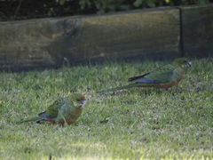 Platycercus icterotis icterotis