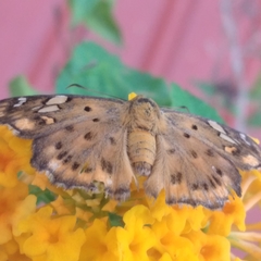 Coladenia indrani