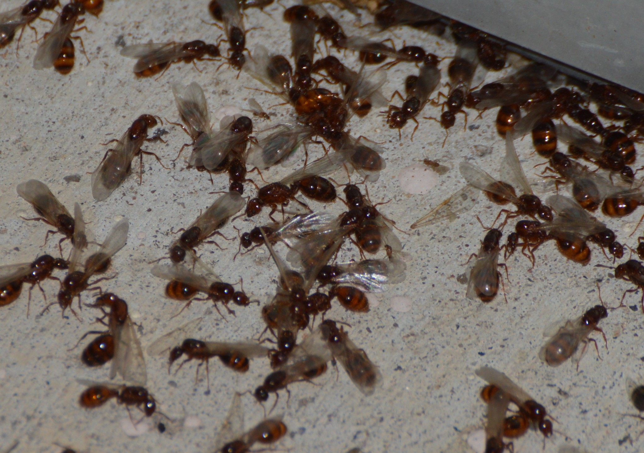 Solenopsis geminata × xyloni