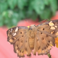 Coladenia indrani