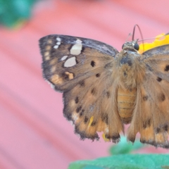Coladenia indrani