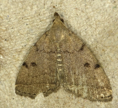 Zanclognatha protumnusalis