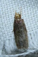 Gelechioidea