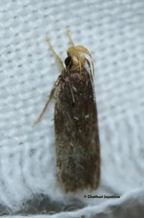 Gelechioidea