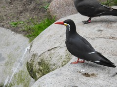 Larosterna