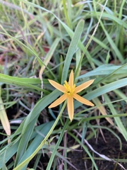 Pauridia serrata serrata