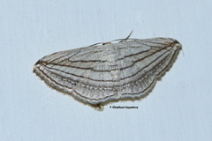 Scopula opicata