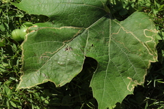 Phyllocnistis vitifoliella