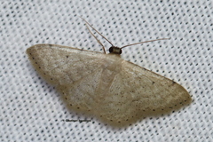 Scopula