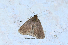Lepidoptera