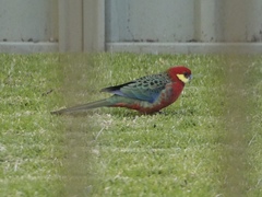 Platycercus icterotis icterotis