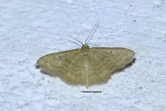Scopula