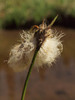 Tall Cotton-Grass - Photo (c) Susan, some rights reserved (CC BY-NC), uploaded by Susan