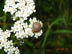 Euomphalia strigella