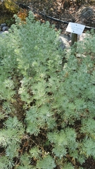 Artemisia schmidtiana