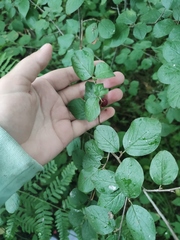 Cotoneaster melanocarpus