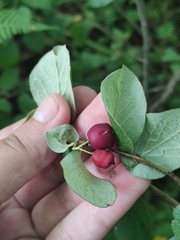 Cotoneaster melanocarpus