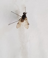 Chrysopilus cristatus