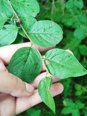 Cotoneaster melanocarpus