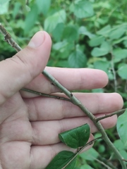 Cotoneaster melanocarpus