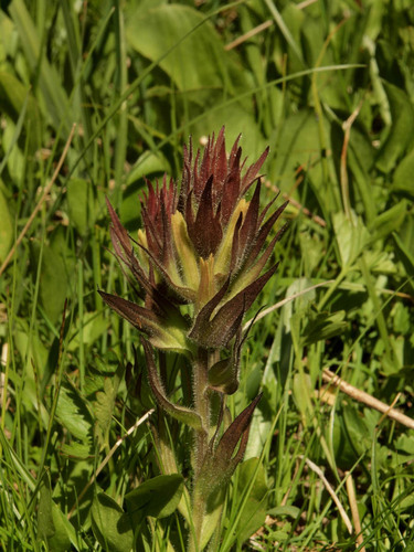obscure Indian paintbrush (Castilleja cryptantha)