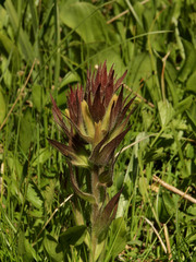 Castilleja cryptantha