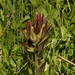 Obscure Indian Paintbrush - Photo (c) Susan, some rights reserved (CC BY-NC), uploaded by Susan