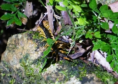 Scolopendra dehaani