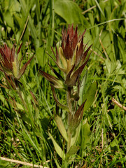 Castilleja cryptantha