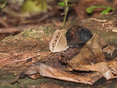 Mycalesis horsfieldi