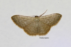 Scopula