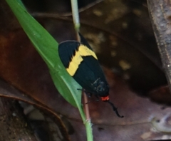 Pidorus