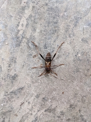 Neoclytus mucronatus