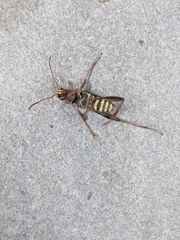 Neoclytus mucronatus