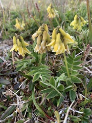 Astragalus umbellatus