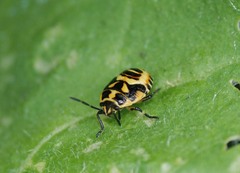 Strachiini