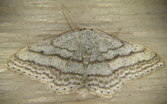 Scopula ancellata