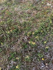 Astragalus umbellatus