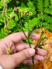 Polemonium caeruleum