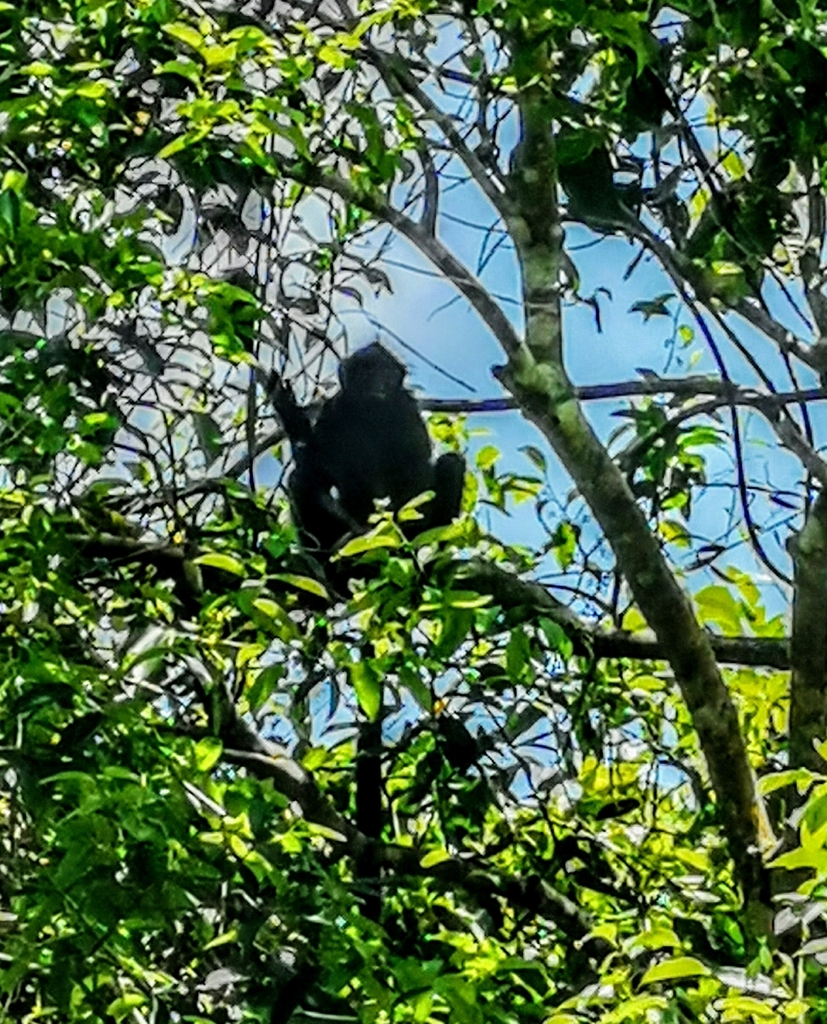 Raffles' Banded Langur