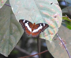 Moduza procris milonia